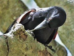 A wild New Caledonian crow holding a hook tool