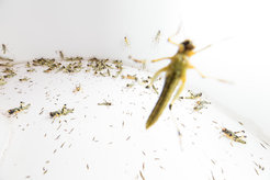 The great escape: Max Planck director Iain Couzin discovered that swarms of locusts are not a form of cooperative behaviour, but rather a strategy to escape being devoured by fellow locusts.