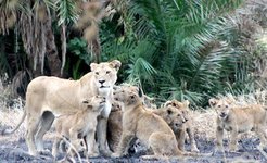 Der Afrikanische Löwe (Panthera leo) ist die einzige in Gruppen lebende Katzenart.