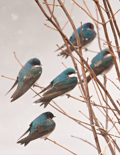 Tree swallows in snow.