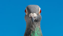 Scientists were able to identify volatile organic compounds that can be used by carrier pigeons for olfactory navigation.