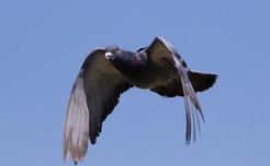 Homing pigeon.