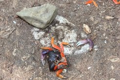 Halloween crab cracked open with a hammerstone on an anvil