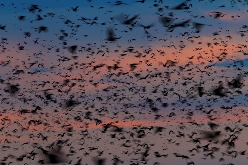 The odd case of Eidolon - a long-distance migrating flying fox The odd case of Eidolon - a long-distance migrating flying fox
