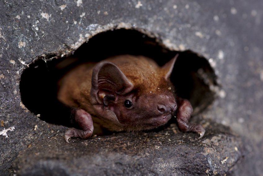 Adaptations to ephemeral resources in tropical and temperate bat species