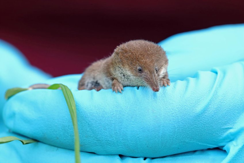 The challenge of being small - alternative wintering strategies in high-metabolic non-hibernating terrestrial mammals The challenge of being small - alternative wintering strategies in high-metabolic non-hibernating terrestrial mammals
