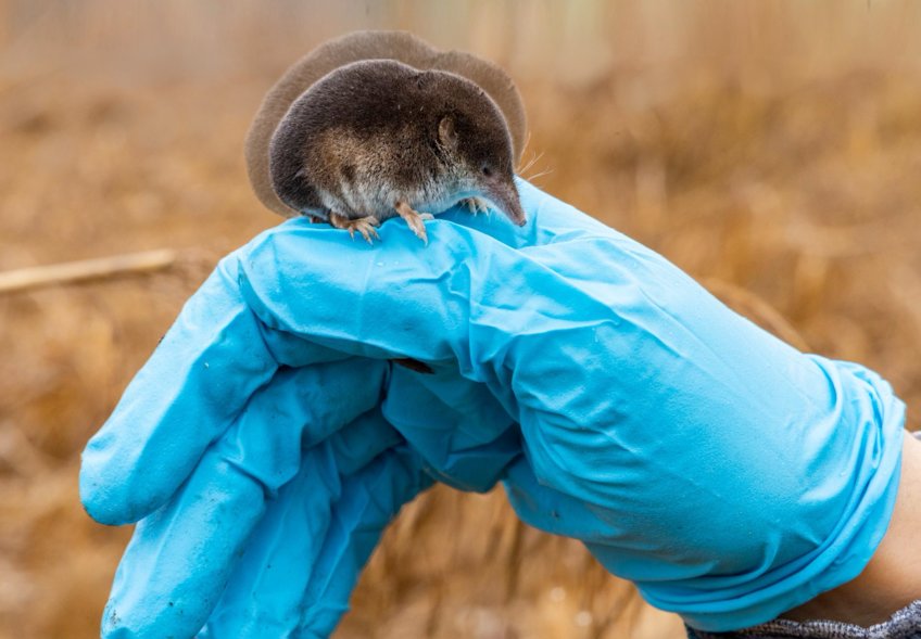 The challenge of being small - alternative wintering strategies in high-metabolic non-hibernating terrestrial mammals The challenge of being small - alternative wintering strategies in high-metabolic non-hibernating terrestrial mammals