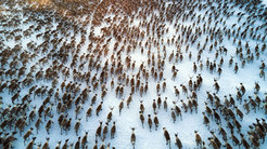 Caribous migrate over long distances during the year.