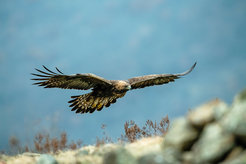 Steinadler kehren nach dem Winter in ihre Brutgebiete in der Arktis zurück.