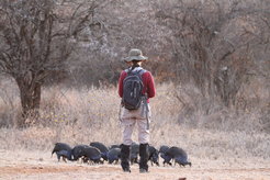Danai Papageorgiou observes a group of vulturine guineafowl.
