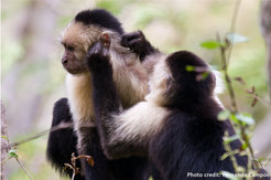 Grooming capuchin females