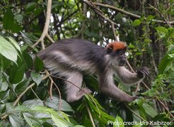 Red colobus monkeys are 'less social' than capuchin monkeys
