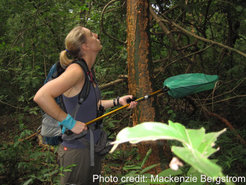 Non-invasive urine sampling is time consuming but not impossible! One of multiple methods that allows us to investigate the nutritional condition is waiting for the monkey to urinate and then ‘catching’ the urine with a dip net-like device with a plastic bag.