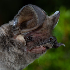 European free-tailed bat.
