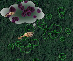 For animals that rely on resources that are clustered in space, time, or both, the ability to think about where and when food can be found and make movement decisions accordingly is a good way to use energy more efficiently. This can be achieved through building a cognitive map, or a mental representation of space. These cognitive maps, however, may not actually work like maps, but as abstract networks of learned relationships – and they may be important for a lot more than navigation.