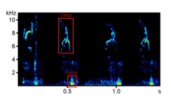 Spectrogram of a chirp grunt sequence; this is the most commonly used vocalisation which serves as a contact call.