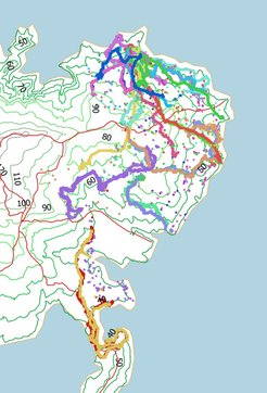 Movement tracks of two adult female coatis on Barro Colorado Island. Coatis were equipped with GPS collars which recorded high resolution movement data for 19 days in January 2020. Days are distinguished by colour.