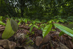 Sämlingsteppich nach einem Mastereignis von Dipterocarp-Samen in Borneo.