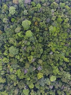 Dieser Wald in Zentralpanama ist seit mehr als 600 Jahren nicht mehr gestört worden. Die Vielfalt der Baumarten und Altersklassen kann man im Kronendach des Waldes sehen.