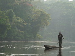 The Congolese rainforest, where Barbara Fruth conducts research on bonobos.