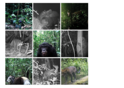 These species were captured in a camera trap study in the PNS-Survey of Salonga National Park.Row 1: Congo peafowl, forest elephant, sitatunga;Row 2: African golden cat, bonobo, giant ground pangolin;Row 3: yellow-backed duiker, aardvark, leopard.