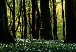 The forest near Radolfzell.