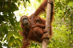 Orangutans in Suaq Balimbing, Sumatra.