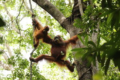 Immature orangutan with mother