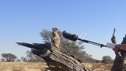 A much too often overlooked method for studying animal behavior: Asking them directly.