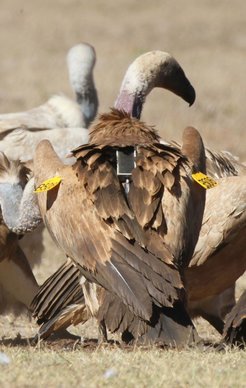 Cape Vulture with GPS tag and patagial (wing) tag fitted correctly to the patagium.