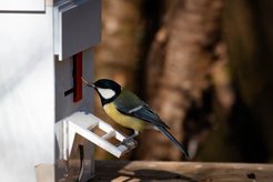 Automated puzzle boxes, which gave a food reward if solved, were used to test if groups could change a socially learned feeding tradition. When a bird solved the puzzle, the type of solution, time of solution and bird identity were recorded. Individual identities of birds were obtained using an antenna in the perch which read transponders attached to the birds' legs, as well as a bar code attached to a leg harness.