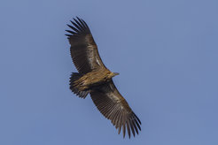 Himalayan vulture