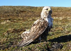 Raufußbussard