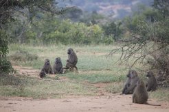 Olive baboons live in stable multi-male, multi-female groups, that range in size from ten up to one hundred or more members. Within the group, baboons form highly differentiated social relationships, centered around kinship, affiliation and dominance. They live in a wide range of terrestrial habitats, from open savannah to closed tropical forests, but spend their nights sleeping in trees or on cliffs.