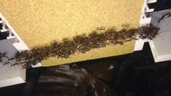 Eciton army ants self-organize into architectural structures called "scaffolds" to ensure traffic flow on sloped surfaces. (c) Matthew Lutz