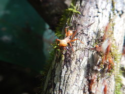 The army ant Eciton burchellii. (c) James Herndon