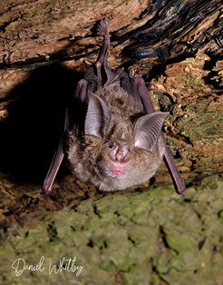 Große Hufeisennase (Rhinolophus ferrumequinum)