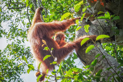 Cinnamon, an immature female orangutan, is peering at her mother Cissy who is using a stick tool to draw honey out of a tree hole.