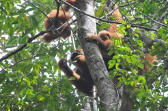 Fredy, an immature male, is peering at unflanged male Walter who is using a stick tool to feed on ants.