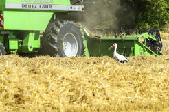 Die Beutetiere von Störchen leben gerne in hohem Gras. Für die Vögel ist die Nahrungssuche einfacher, wenn die Wiesen frisch gemäht sind.