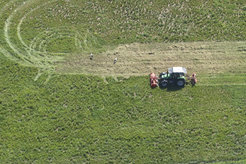 Often, the first storks appear shortly after mowing begins. The smell of the freshly cut grass attracts them.