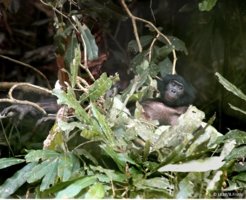 Bonobos, wie auch andere Menschenaffen, bauen jede Nacht Schlafplattformen. Diese Nester werden von Wissenschaftlern genutzt, um die Anzahl der Affen in freier Wildbahn zu schätzen.
