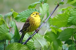 Goldammer.Einst ein weit verbreiteter Brutvogel der Agrarlandschaft, hat der Brutbestand der Art allein zwischen 2015 und 2020 um mehr als zehn Prozent abgenommen.