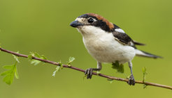 Woodchat Shrike: The species has not bred in Germany for over seven years. It is therefore now considered an extinct breeding bird in Germany.