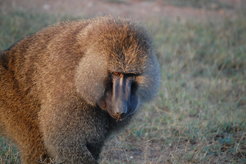 Die dichte Mähne ist das typische Merkmal ausgewachsener Männchen. Diese bringen bis zu 40 Kilogramm auf die Waage und besitzen längere Eckzähne als ein Löwe.