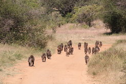 Eine Horde Anubispaviane in der Savanne Kenias. Wahrscheinlich folgen die Tiere gerne Straßen, weil sie so schneller vorankommen. Damit die Gruppe zusammenbleibt, müssen die Affen ihre Geschwindigkeit aufeinander abstimmen.