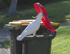 Cockatoos in Sydney have learned from each other how to open bins to scavange food.