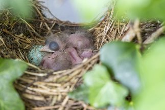Effects of early life developmental conditions on avian fitness 