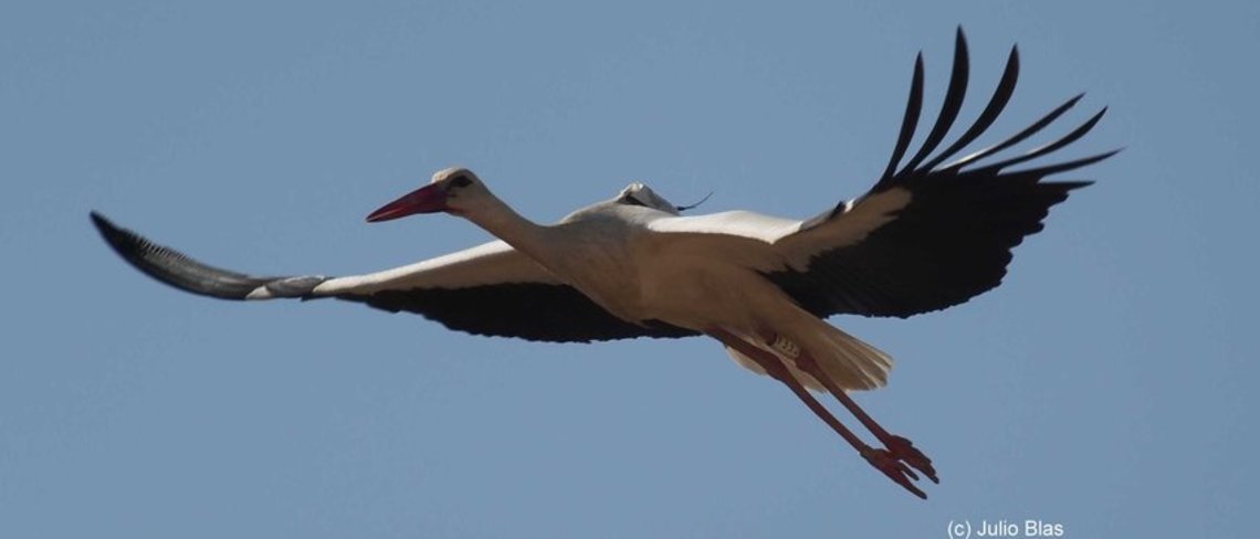 Migration | Max Planck Institute of Animal Behavior Migration | Max Planck Institute of Animal Behavior