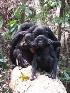 The bonobo (Pan paniscus) is an endangered great ape species that lives exclusively within tropical rain forests in the Democratic Republic of Congo, Africa. They live in multi-male, multi-female groups characterized by female dominance and a high degree of fission-fusion dynamics. This means individuals in groups frequently split into smaller parties to forage and carry out other activities independent of their group mates. While males remain within their natal groups, females disperse between groups when they reach sexual maturity and often form strong social bonds with unrelated females in new groups. Bonobos are primarily frugivores (i.e., fruit-eating), but also consume leaves, pith, insects, seeds and even small animals like squirrels, forest antelopes and monkeys. Given their complex social organization and the fact that they share over 98% of their genes with us, bonobos are a popular model species for asking questions about human evolution and behavior.